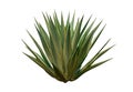 Agave plant isolated on white background. clipping path. Agave plant tropical Royalty Free Stock Photo