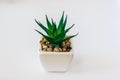 Agave plant isolated on white background. clipping path. Agave plant tropical drought tolerance has sharp thorns