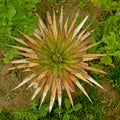 Agave plant, with leafs in rosette, overhead view Royalty Free Stock Photo