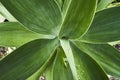 agave plant leaves Royalty Free Stock Photo