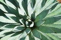 Agave plant leaves