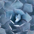 Agave plant leaves Royalty Free Stock Photo