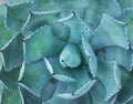 Agave plant leaves Royalty Free Stock Photo