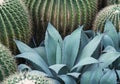 Agave plant leaves