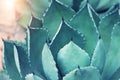 Agave plant leaves