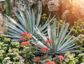 agave plant leaves Royalty Free Stock Photo