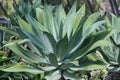 Agave plant leaves Royalty Free Stock Photo