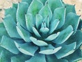 Agave plant leaves Royalty Free Stock Photo