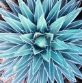 Agave plant leaves Royalty Free Stock Photo