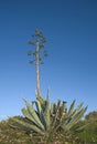 Agave plant with mast and large rosette