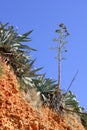 Agave plant in Mediterranean mountain Royalty Free Stock Photo