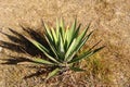 Agave Plant on Monte Alban, Mexico