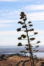 Agave plant near the Guadiana River in Portugal