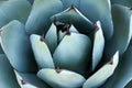 Agave Plant Overhead Closeup