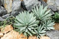 Agave Plant, Parryi