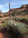 Agave Plant Portrait in Sedona, Arizona