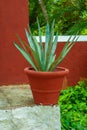 Agave plant in pot, very common in Mexico, taken from Tecoh Royalty Free Stock Photo