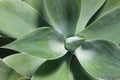 Agave plant rosette Royalty Free Stock Photo