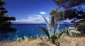 Agave plant by the sea. Royalty Free Stock Photo