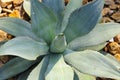 Agave plant Royalty Free Stock Photo