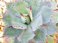 Agave plant Royalty Free Stock Photo