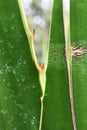 Agave plant sharp red thorn