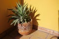 Agave plant spikey green in a pattern pot plant