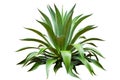 Agave Plant On White Royalty Free Stock Photo