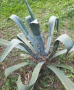 Agave plant in wild Royalty Free Stock Photo