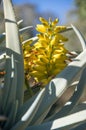 agave plant with yellow flower Royalty Free Stock Photo