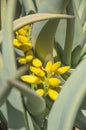 agave plant with yellow flower Royalty Free Stock Photo