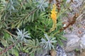 Agave plant with yellow flowers background, Brazilian cactus, Cerrado species