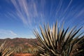 Agave Plants Royalty Free Stock Photo