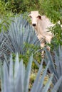 Agave plants Royalty Free Stock Photo