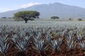 Agave plants Royalty Free Stock Photo