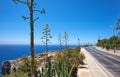 Agave plants along road on south coast of Malta island
