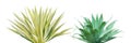 Agave Plants Isolated on White Background Royalty Free Stock Photo
