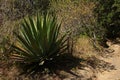 Agave plants at La Cangreja trail in Rincon de la Vieja National Park near Curubande in Costa Rica Royalty Free Stock Photo