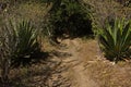 Agave plants at La Cangreja trail in Rincon de la Vieja National Park near Curubande in Costa Rica Royalty Free Stock Photo