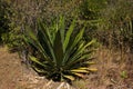 Agave plants at La Cangreja trail in Rincon de la Vieja National Park near Curubande in Costa Rica Royalty Free Stock Photo