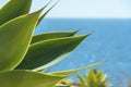 Agave plants near blue sea