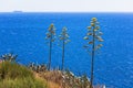 Agave plants near blue sea