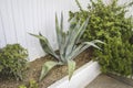 Agave Royalty Free Stock Photo