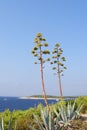 Agave plants and sea landscape Royalty Free Stock Photo