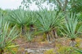 Agave plants, taken in the Tecoh plantations Royalty Free Stock Photo