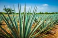 Agave Plants at a Tequila Farm in Mexico