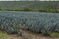 Agave plants for tequila production Royalty Free Stock Photo