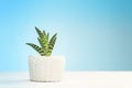 Agave in pot Royalty Free Stock Photo