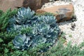 Agave potatorum var. verschaffeltii cactus