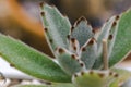 Agave potatorum originated in some desert areas of Mexico Royalty Free Stock Photo